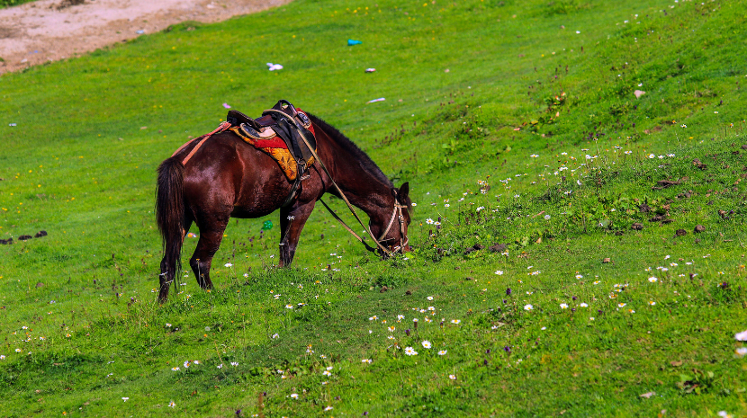 horse-riding